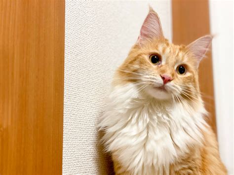 長毛人|人気の猫の長毛種13選！猫の種類ごとに性格や特徴も。